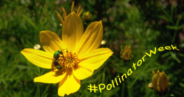 Green sweat bee on Coreopsis verticillata (Thread-leaf Coreopsis, Whorled Tickseed)