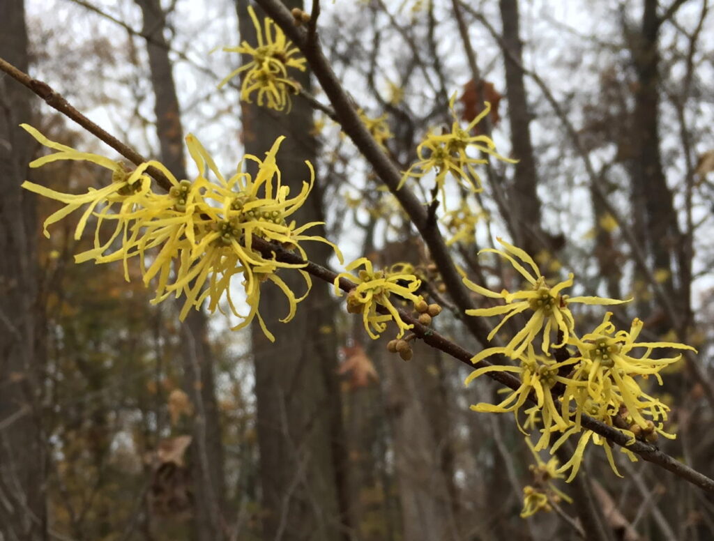Witch hazel (Hamamelis virginiana)