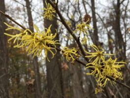 Witch hazel (Hamamelis virginiana)