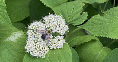 Hydrangea arborescens (Wild or Smooth Hydrangea) flowers with bumble bee
