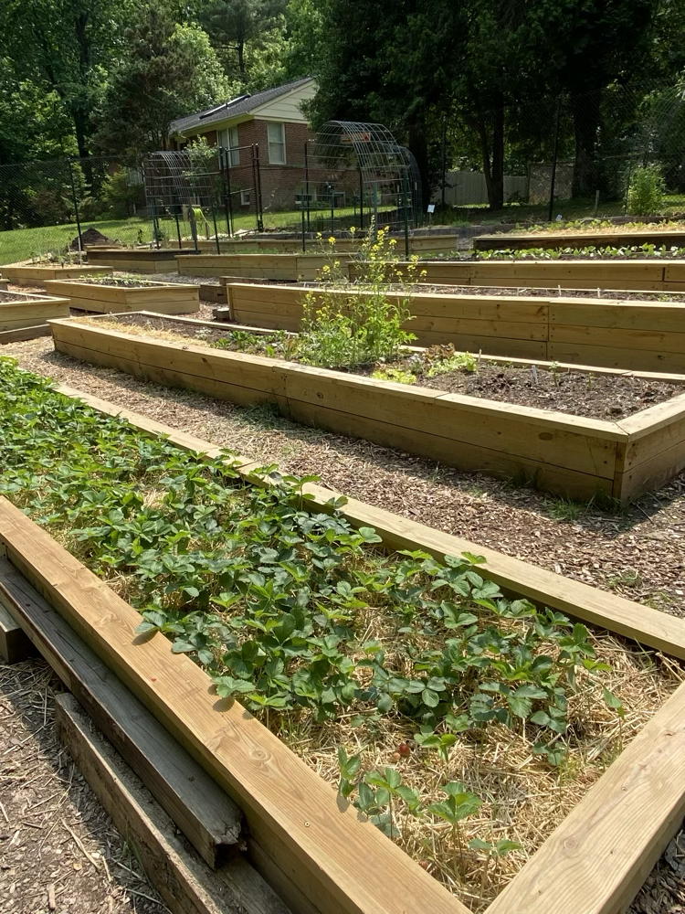 Overview of raised beds