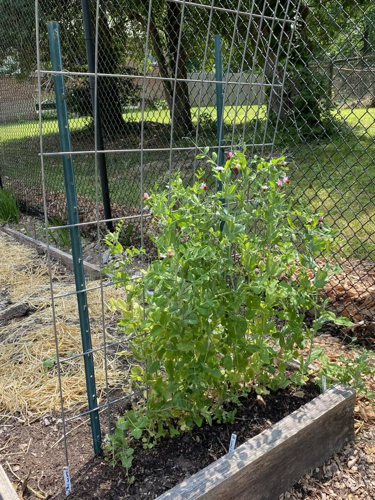 peas on trellis