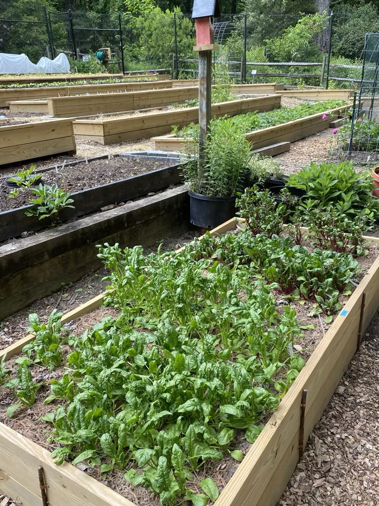 Raised bed with Spinach
