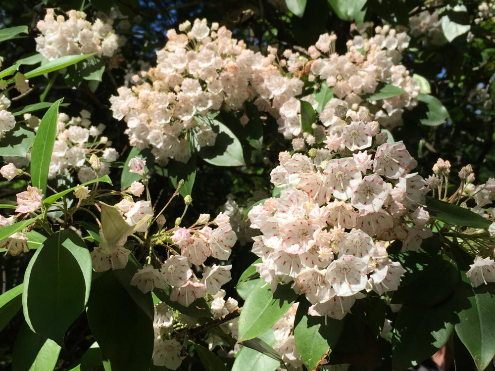 Mountain laurel (Kalmia latifolia)