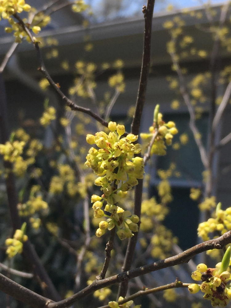 spicebush (Lindera benzoin)