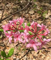 Rhododendron periclymenoides (Wild or Pinxterbloom Azalea)