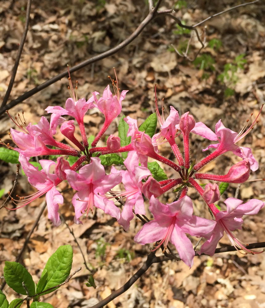 Rhododendron periclymenoides (Wild or Pinxterbloom Azalea)