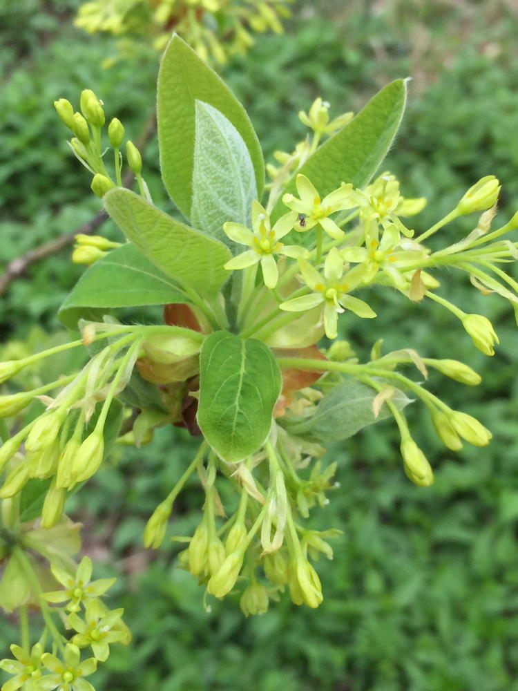 sassafras (Sassafras albidum)