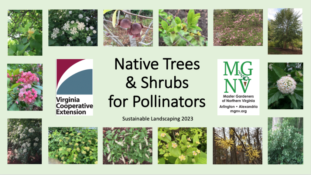 Title slide for Native Trees & Shrubs for Pollinators