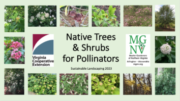 Title slide for Native Trees & Shrubs for Pollinators