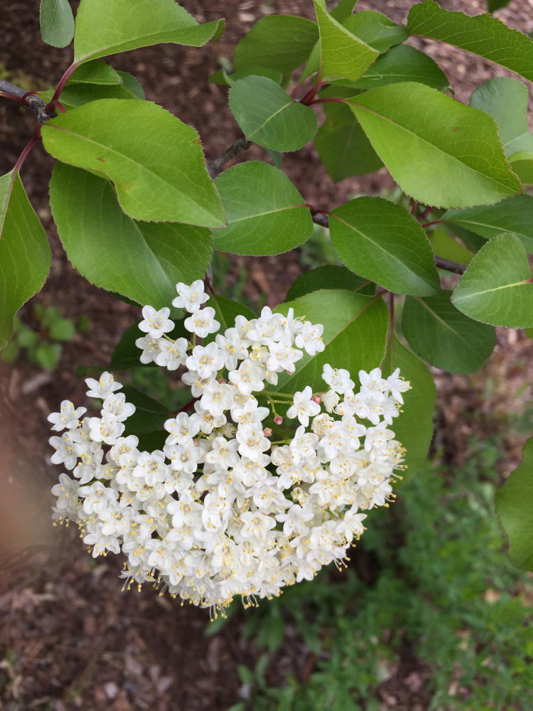 black haw (Viburnum prunifolium) 