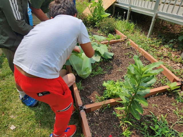 boy harvesting greens from raised beds