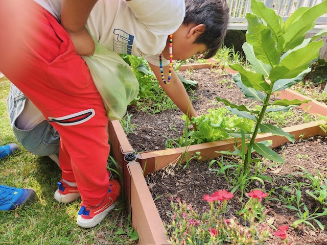 boy harvesting greens