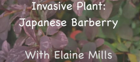 invasive Plant Japanese Barberry