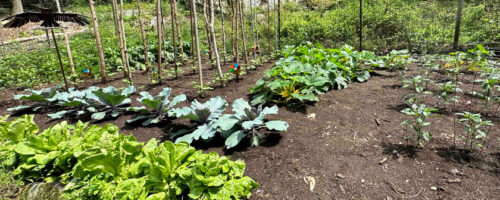 Fruits/vegetables growing in loam.