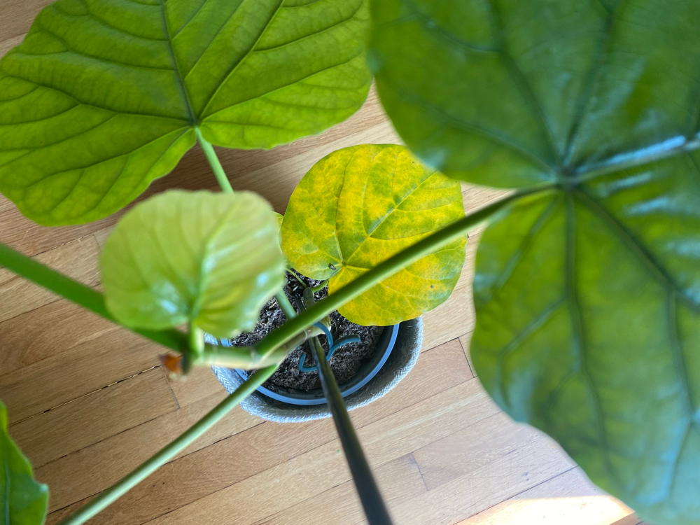 houseplant with chlorotic leaves