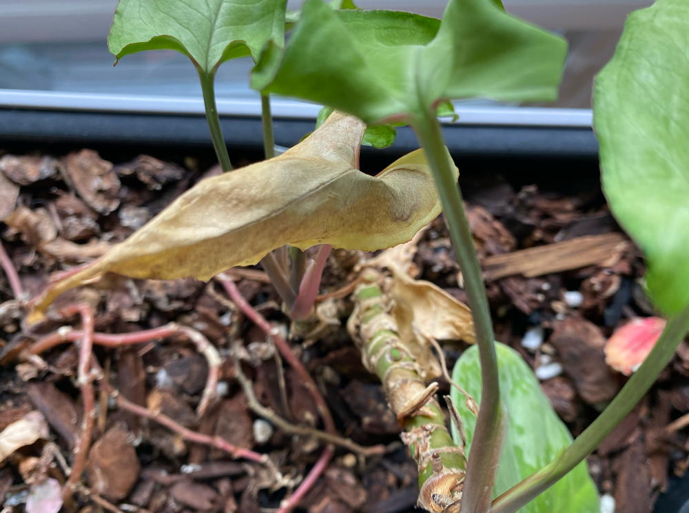 houseplant with dead leaves