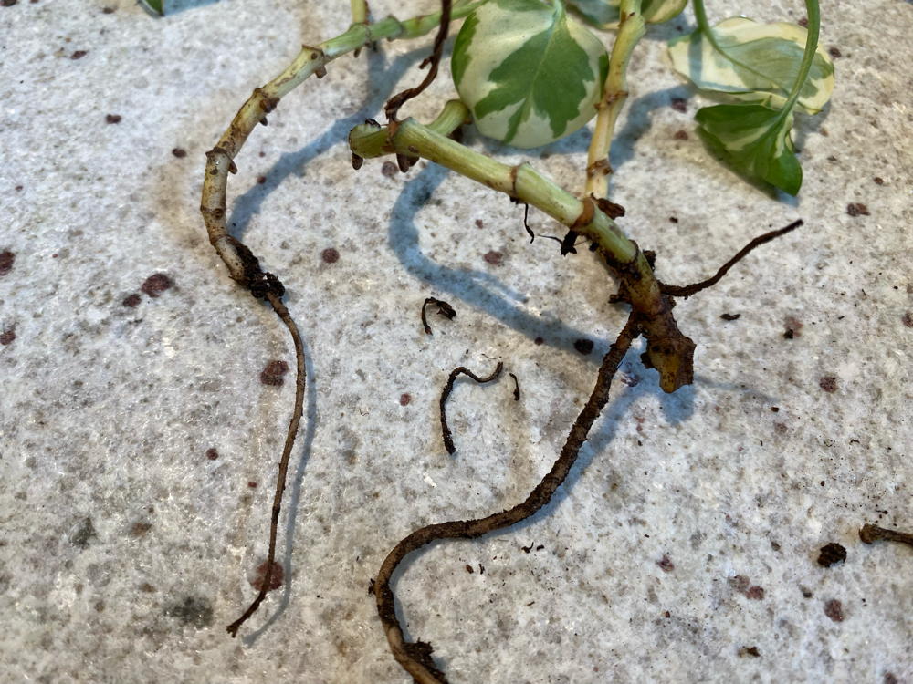 The cutting on the left only has one dried out root that can no longer support the plant, while the larger root on the right is thicker and firm.