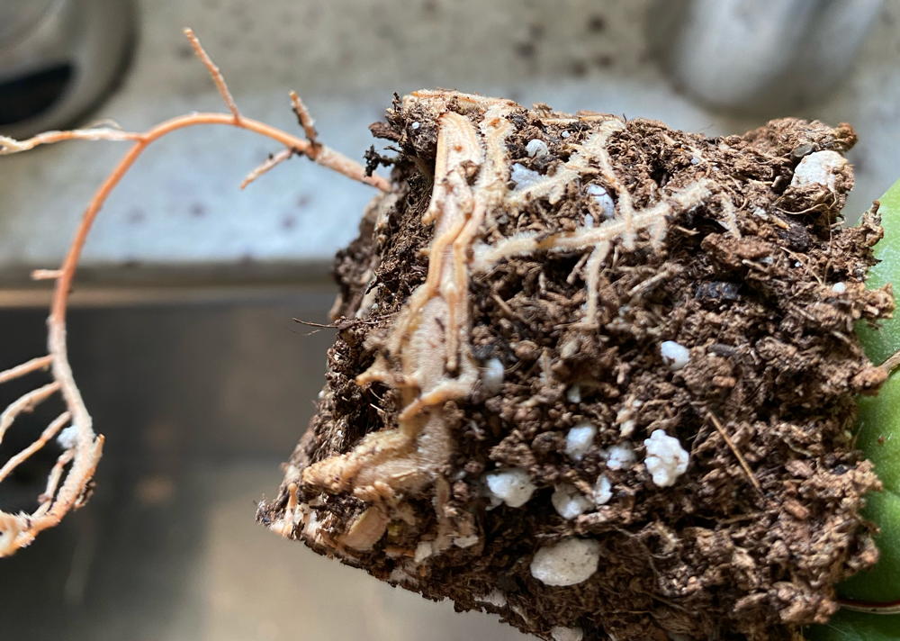 Houseplant soil with potbound roots
