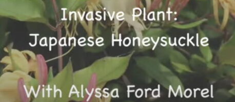 Invasive plant video: Japanese Honeysuckle with Alyssa Ford Morel