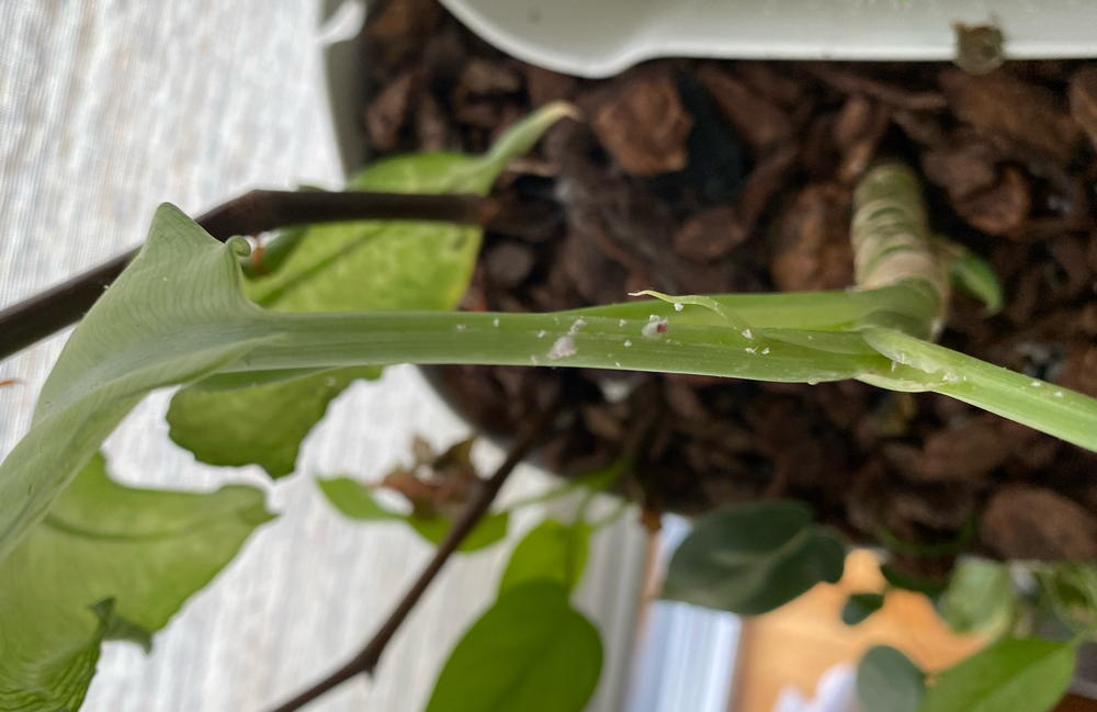 Dieffenbachia infested with Mealybugs