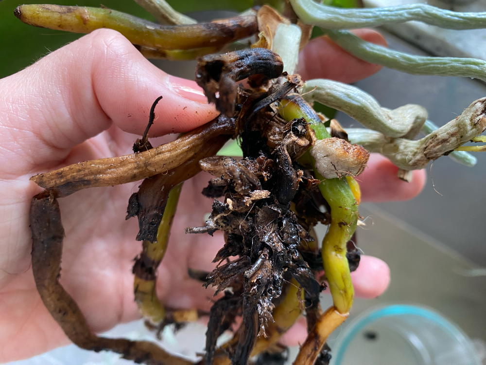 Orchid with rotting roots