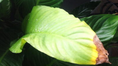 sick peace lily