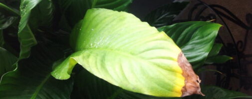 sick peace lily
