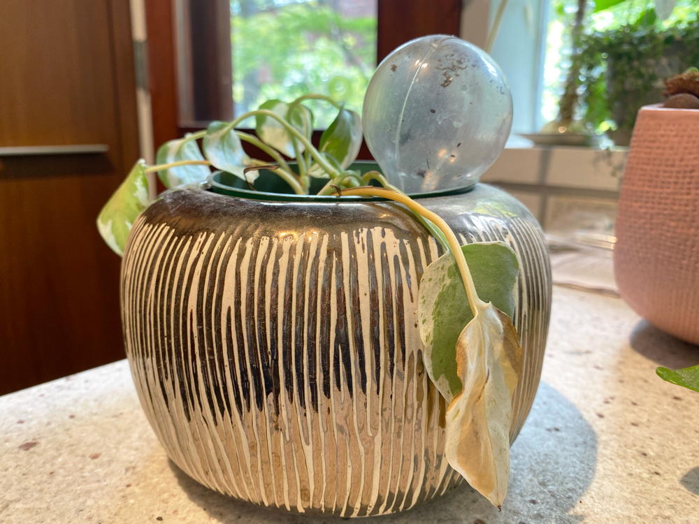 Wilted house plant in pot