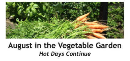 August in the Vegetable Garden Between the Rows Header