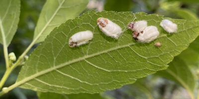 Dead females in cottony egg sacs (probably soft scale Pulvinaria innumerabilis—cottony maple leaf scale) appear on the undersides of the leaves of Ilex verticillata (winterberry).