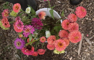 Cut dahlias in bucket.