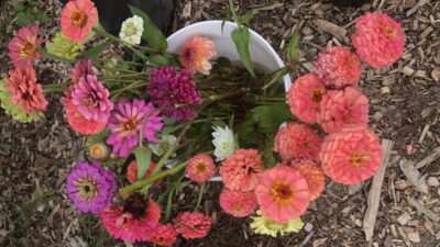 Cut dahlias in bucket.