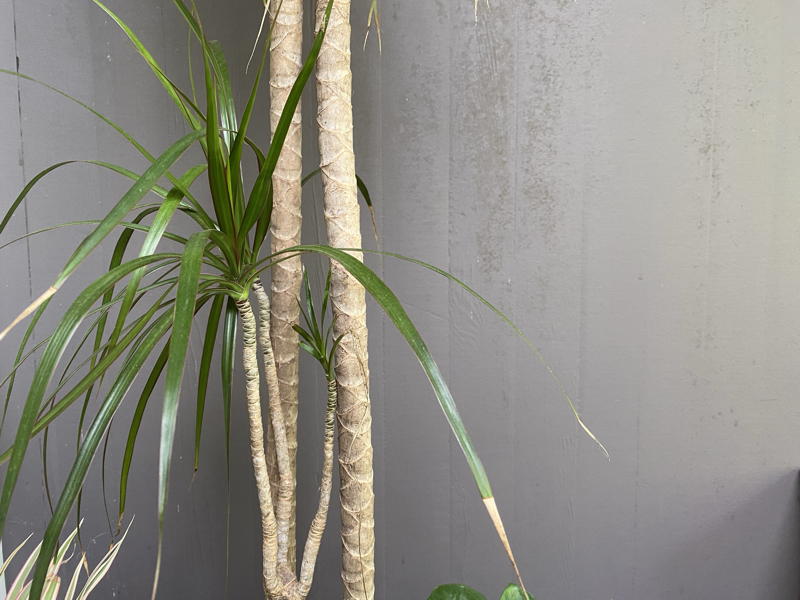 Dragon tree - trunk.