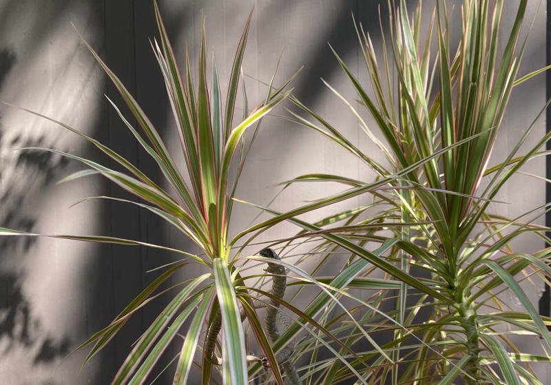 Tricolor dragon tree