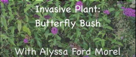 Invasive Plant Video Butterfly Bush