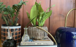 Low water plants with books and watering can