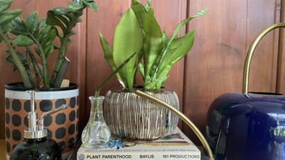 Low water plants with books and watering can