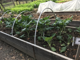 Kale in raised bed with hoops