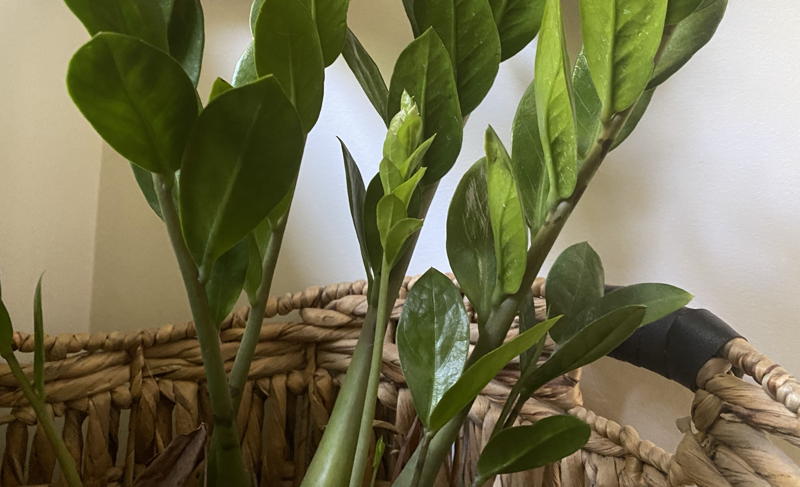 New growth on ZZ plant.