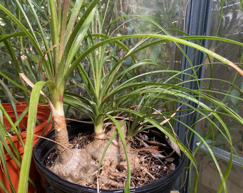 Ponytail palms store water in their trunks.