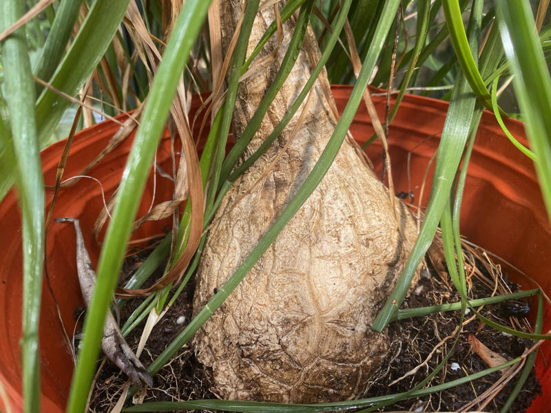 Ponytail palms store water in their trunks.