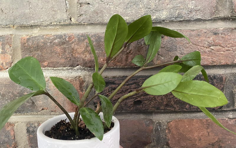 These small ZZ plants were propagated by dividing rhizomes from the mother plant, pictured above.