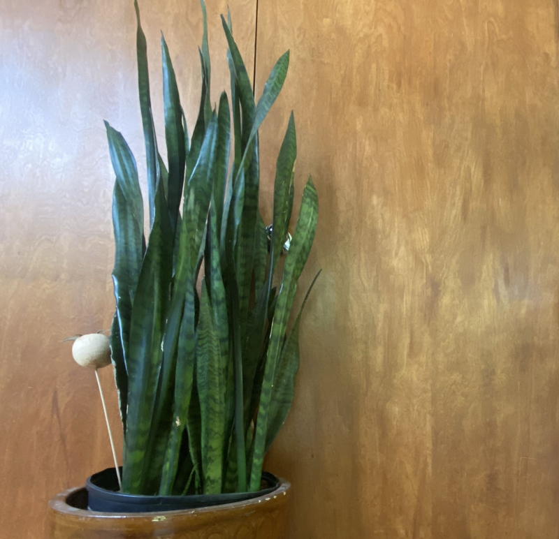 Snake Plant or Mother-in-law’s Tongue
