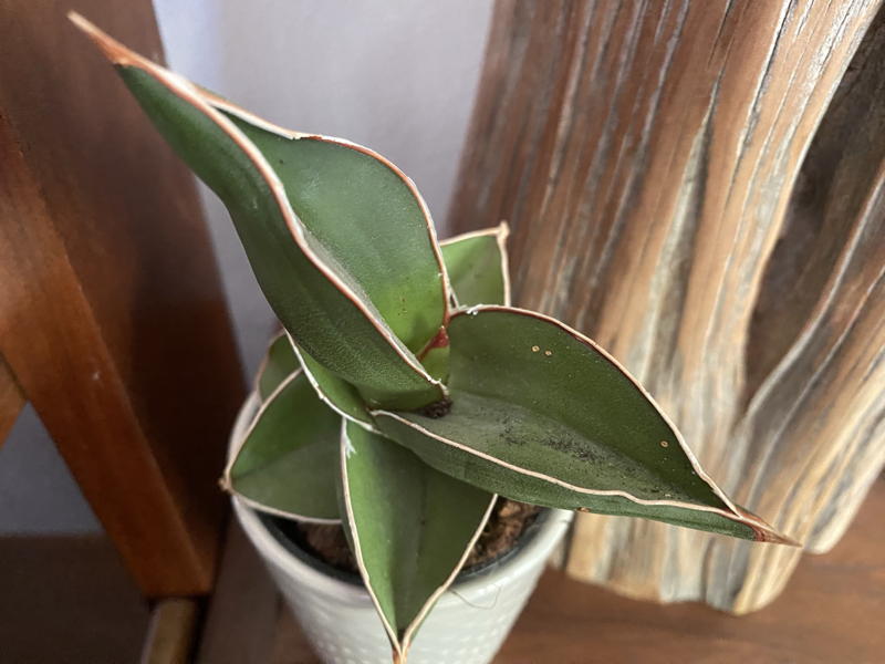 Small sanseveria