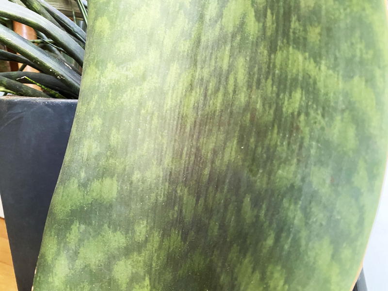 You can see the wrinkling on this Whale Fin variety.