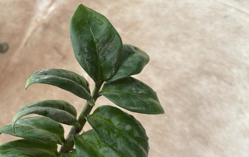 This Zenzi cultivar grow much more compacted and can be spotted from its rounder leaves.