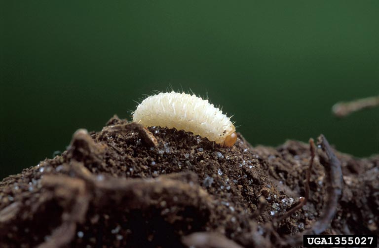 The invasive black vine weevil (Otiorhynchus sulcatus) larva appears humpbacked. It is a destructive root pest preferring Rhododendron spp., Taxus spp., and Euonymus spp. Photo by Peggy Greb, USDA Agricultural Research Service, Bugwood.org