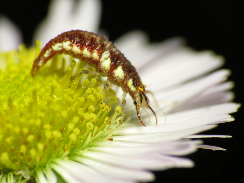 This lacewing larva (Chrysopidae sp.), found in Rock Creek Park, Washington DC, is an active predator with relatively long thoracic legs, tapered body, and prominent forward-pointing jaws.Photo © Katja Schulz (CC BY 2.0)