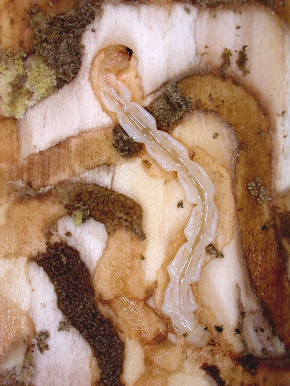 The invasive emerald ash borer (Agrilus planipennis) larva, which has a small head, broad thorax, and an elongate, legless body, kills live ash trees.Photo © David Cappaert, Bugwood.org (CC BY-NC 3.0 US)